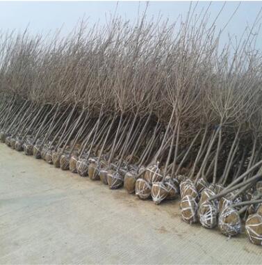 8公分櫻花苗的價格 工程用苗出售 現(xiàn)挖現(xiàn)賣 保證質(zhì)量