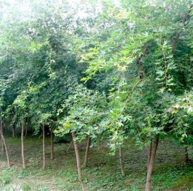 綠化園林景觀五角楓 批量出售優(yōu)質(zhì)速生五角楓