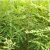 優(yōu)質(zhì)皂角苗出售 皂角苗價(jià)格 皂角苗種植基地 皂角苗品種