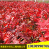 批發工程綠化苗木優質美國紅楓樹苗嫁接美國紅楓苗秋火焰觀賞植物