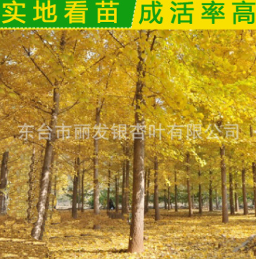 綠化苗木 銀杏小苗 ８公分白果苗 基地批發銀杏苗　品種齊全