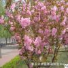 出售日本早櫻 晚櫻 櫻花樹(shù) 櫻花苗 園林綠化