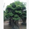 四米高精品大冠幅造型金錢榕 產地直銷