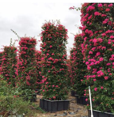 精品三角梅柱型 庭院景觀花卉盆栽 廠家直銷