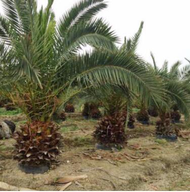 加拿利 進口加拿利海棗 園林景觀綠化 苗木植物