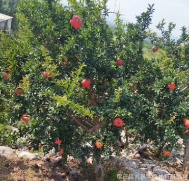 批發果樹苗 軟籽石榴樹苗 規格齊全甜石榴 大紅袍石榴樹苗
