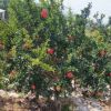 批發(fā)果樹苗 軟籽石榴樹苗 規(guī)格齊全甜石榴 大紅袍石榴樹苗
