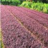 軍鴻基地供應(yīng)大量護(hù)坡綠化花壇 盆栽 灌叢 地被 紅繼木