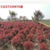 精品高桿獨(dú)桿紅葉石楠球純正紅羅賓火焰 色塊工程
