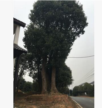工程綠化苗木 移栽 香樟樹 叢生香樟 湖南香樟種植基地量大從優(yōu)