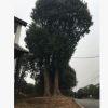工程綠化苗木 移栽 香樟樹(shù) 叢生香樟 湖南香樟種植基地量大從優(yōu)