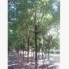 出售大型綠化樹  香樟 耐寒香樟 移栽3年以上全冠香樟