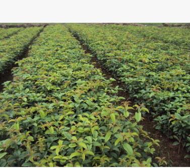 基地直銷 四季桂花 樹苗盆栽 金桂 八月桂 丹桂 品種齊全