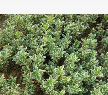 金邊黃楊小苗 綠化小苗 黃楊小苗 金邊黃楊球 園林綠化