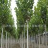 法桐樹苗批發(fā)行道風(fēng)景樹 速生法國梧桐樹工程綠化苗木 市政工程