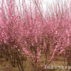 榆葉梅 榆葉梅苗 苗木基地直銷 苗木公司 綠化工程