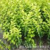 禾豐園苗木培育批發 金葉女貞苗 景觀綠化工程苗