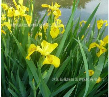 水生植物 水生鳶尾 黃菖蒲 黃花鳶尾 濕地植物 生態浮島專用苗