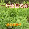 沙打旺種籽 多年生牧草 綠肥草 護坡草 耐寒耐旱耐鹽堿