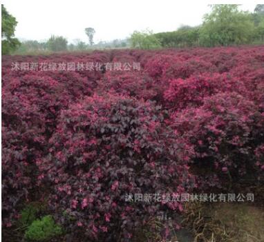 紅繼木 紅繼木苗 黑珍珠 紅桎木紅花繼木樹苗庭院綠化工程苗木