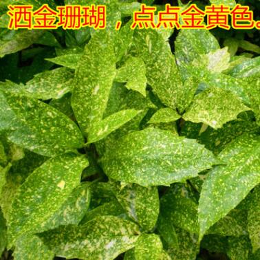 灑金桃葉珊瑚苗 黃葉日本桃葉珊瑚樹苗 園林綠化灑金珊瑚小苗