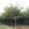 園林綠化苗木櫸樹(shù)苗批發(fā)街道庭蔭風(fēng)景樹(shù)紅櫸樹(shù)苗 規(guī)格齊全