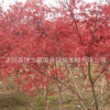 日本紅楓樹(shù)苗批發(fā)園林綠化苗木行道景觀樹(shù)日本紅楓苗規(guī)格齊全