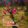批發(fā)梅花樹苗 臘梅樹苗 黃梅花苗 臘梅盆景 梅花盆栽苗 素心臘梅
