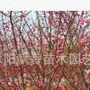 紅梅,紅梅小苗,紅梅樹苗價格,1-8公分,規格齊全,量大優惠
