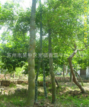 貴甲竹 稀有品種 數(shù)量不多 先到先得