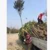 成都高桿桂花批發(fā)基地 園林綠化 常綠喬木 苗木 工程綠化 園林