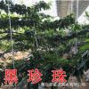 山東平度大澤山 黑珍珠櫻桃樹 大櫻桃樹 大櫻桃樹二到十公分