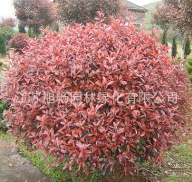 基地批發(fā)紅葉石楠球 供應優(yōu)質紅葉石楠小苗 3cm地徑紅葉石楠樹