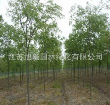 基地直銷櫸樹苗 供應優(yōu)質櫸樹苗耐寒耐旱規(guī)格齊全量大從優(yōu)