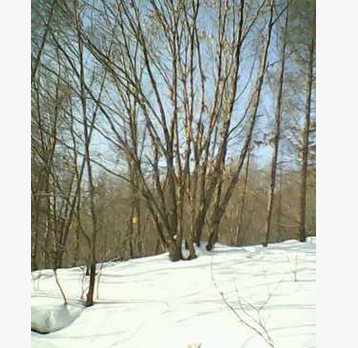 開原市老潘花木場為您提供優質的叢生蒙古櫟