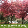 中國(guó)紅楓 廣西紅楓 紅楓觀賞樹 價(jià)格從優(yōu)