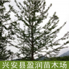 廣西銀杏樹 銀杏樹 供應(yīng)多頭銀杏 價(jià)格從優(yōu) 歡迎實(shí)地看樹