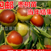 棗苗棗樹苗 沾化冬棗樹苗 雪紅棗 嫁接 果樹苗 南方北方種植包郵