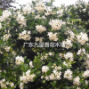 廣東九里香樹 九里香花 九里香根莖葉
