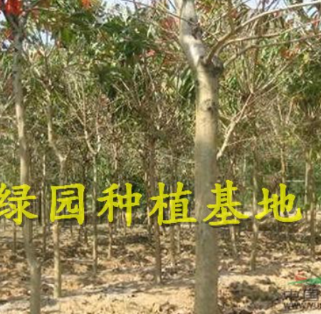 長期自銷8-9公分大葉紫薇