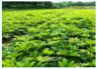 TIM截圖20180613103633