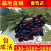 滕念葡萄樹苗現貨供應大量批發三公分嫁接葡萄樹苗 采摘園葡萄苗