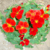 廠(chǎng)家直銷(xiāo)景觀花海花卉 旱金蓮花籽 旱荷花金蓮花 批發(fā)