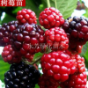 特價(jià) 保健水果美國(guó)品種紅樹莓盆栽樹莓果樹苗 覆盆子苗 當(dāng)年結(jié)果