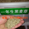 批發進口牧草種子 一年生黑麥草 黑麥草種子 質量保證
