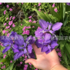 苗圃批發(fā) 鳶尾苗種根 鳶尾花 藍(lán)花鳶尾蝴蝶蘭鴿子花藍(lán)蝴蝶扁竹花