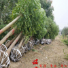 基地直銷(xiāo)園林綠化風(fēng)景樹(shù) 欒樹(shù) 欒樹(shù)樹(shù)苗 規(guī)格齊全