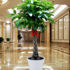 大發(fā)財樹 室內(nèi)花卉 盆景植物 發(fā)財樹盆栽 單桿發(fā)財樹 步步高升