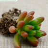 批發室內盆栽多肉植物虹之玉 凈化空氣綠植多肉虹之玉直銷