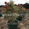 嫁接花葉大紅 葉子花三角梅盆栽 工程綠化苗木苗圃基地一手貨源直